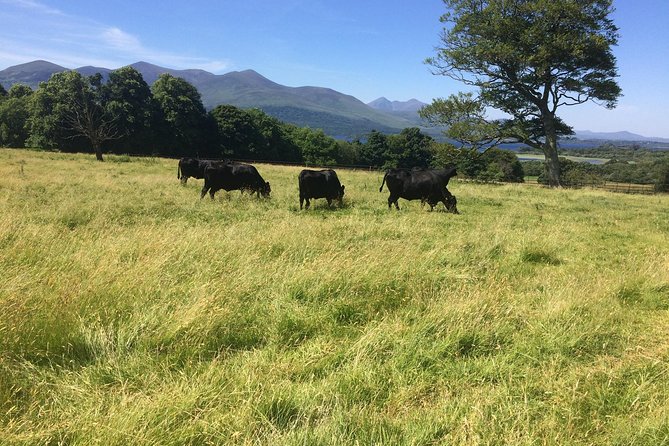 Private Killarney National Park Tour with an accredited chauffeur/guide - Aghadoe Heights: Panoramas Over Lakes and Mountains