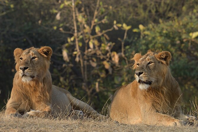 Private Lion Safari in the Gir National Park in Gujarat - Key takeaways before you go