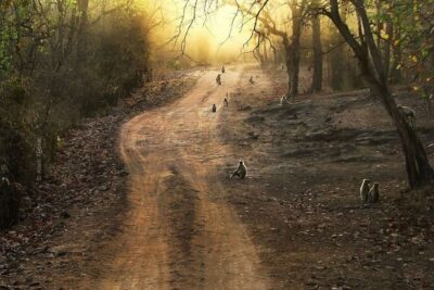Private Lion Safari in the Gir National Park in Gujarat - Timing matters: monsoon closure and the best months for sightings