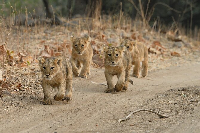 Private Lion Safari in the Gir National Park in Gujarat - More than lions: crocodiles, reservoirs, and birds at drinking spots