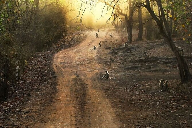 Private Lion Safari in the Gir National Park in Gujarat - Timing matters: monsoon closure and the best months for sightings