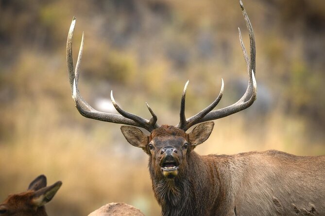 Private Lower Loop Tour of Yellowstone National Park - Key highlights at a glance