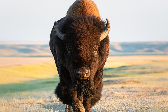 Private Lower Loop Tour of Yellowstone National Park - Wildlife viewing without the guesswork