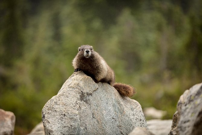 Private Mt Rainier National Park Day Trip from Seattle - Timing, Meals, and What to Bring