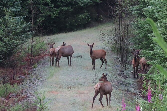 Private Mt Rainier National Park Tour in SUV - Stop 5: Head back to Seattle without losing the day
