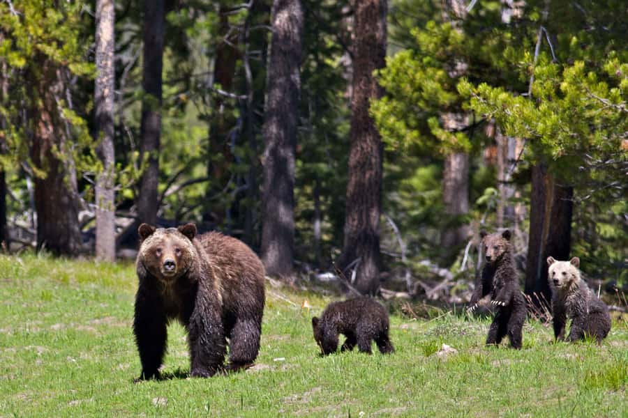 Private Sunrise Tour of Grand Teton National Park - Key moments you’ll remember