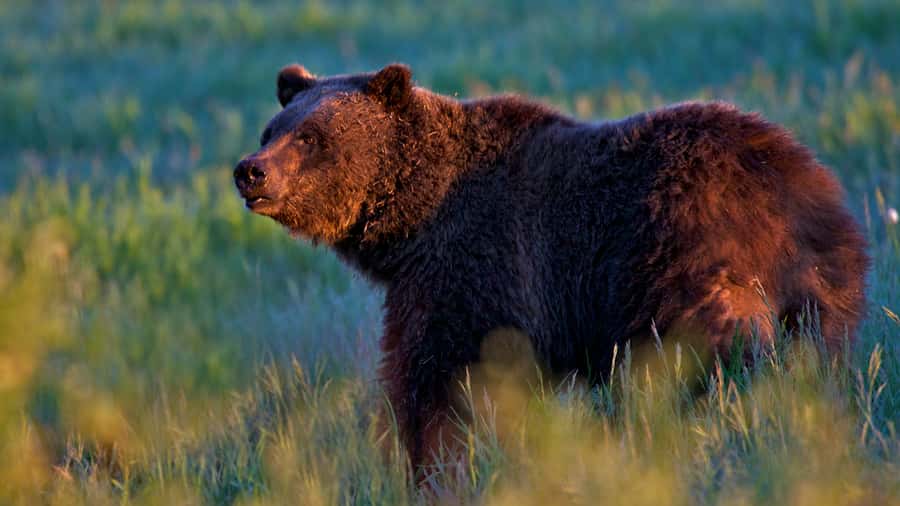 Private Sunrise Tour of Grand Teton National Park - Who this sunrise tour fits best