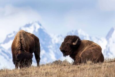 Private Sunrise Tour of Grand Teton National Park - Private sunrise, small-group reality: how the day stays personal
