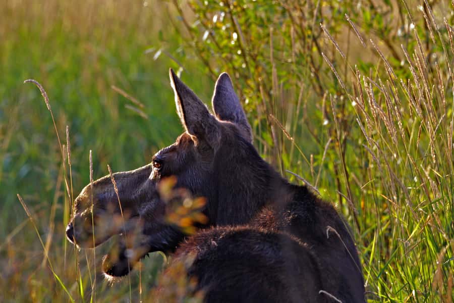 Private Sunrise Tour of Grand Teton National Park - A 4-hour sunrise rhythm: what you do from pickup to drop-off