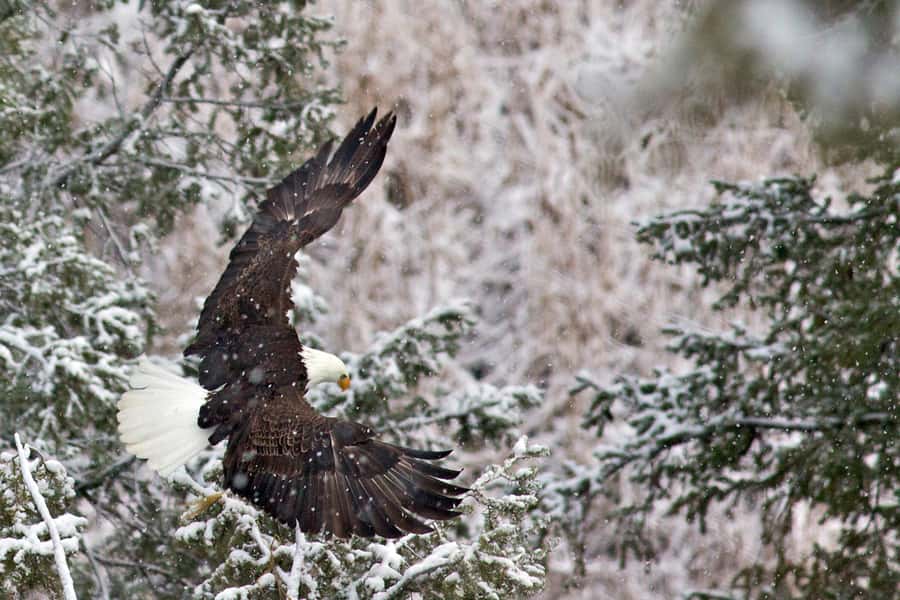 Private Sunrise Tour of Grand Teton National Park - Wildlife photography without the usual chaos