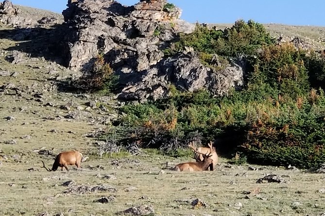 Private Three Hour Afternoon Custom Tour of Rocky Mountain National Park - Highlights: what makes this RMNP tour work