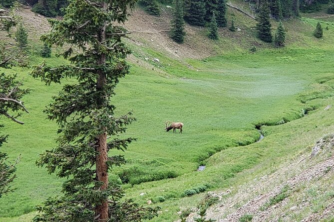 Private Three Hour Afternoon Custom Tour of Rocky Mountain National Park - 6: Winter vs. summer routes: Bear Lake or Trail Ridge Road
