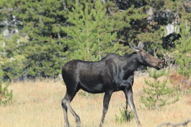 Private Tour in Grand Teton National Park and Yellowstone Lower Loop - Key highlights to know before you go