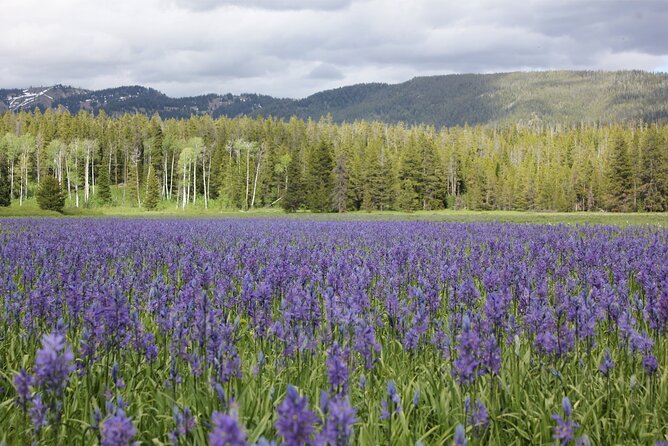 Private Tour in Grand Teton National Park and Yellowstone Lower Loop - Day 1 in Yellowstone: Yellowstone’s Lower Loop, planned for big moments