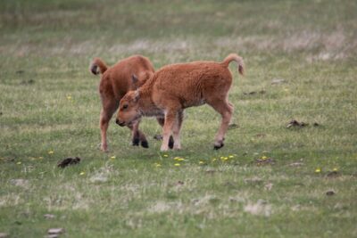 Private Tour in Grand Teton National Park and Yellowstone Lower Loop - Day 2 in Grand Teton: wildlife hunting plus classic picture stops