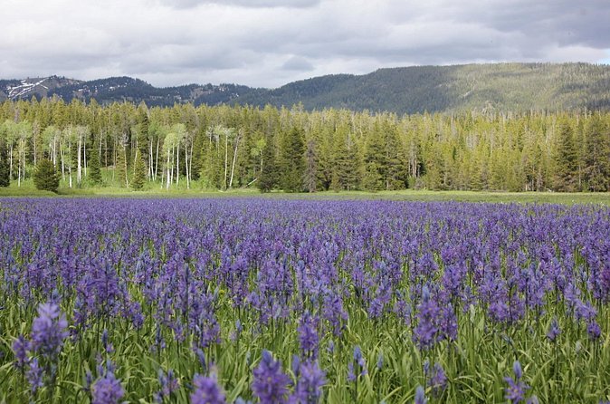 Private Tour in Grand Teton National Park and Yellowstone Lower Loop - Who this tour suits best