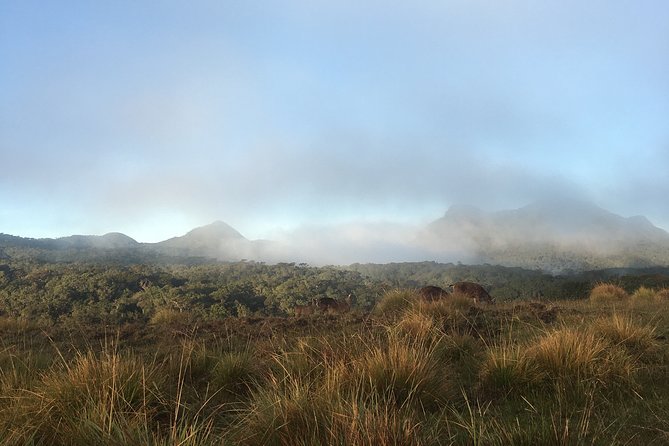 Private Tour in Horton Plains National Park & World's End Tour with Pick up - From Nuwara Eliya to Horton Plains: that early start and 32 km ride