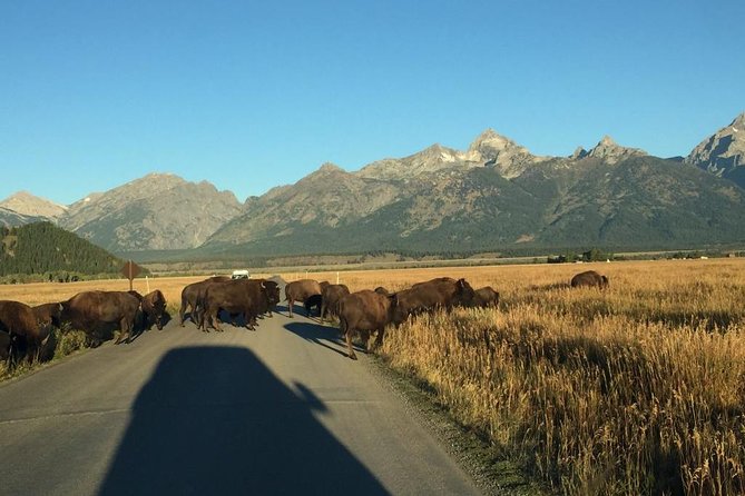 Private Tour of Grand Teton National Park - Meals, timing, and how to use the included time well