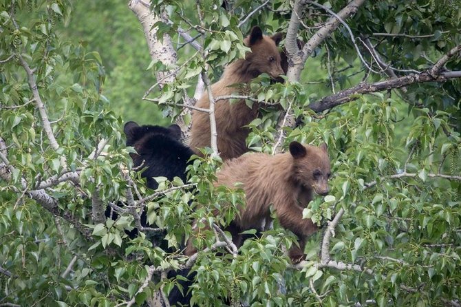 Private Tour of Grand Teton National Park - Wildlife sightings: what you can expect and how to increase odds