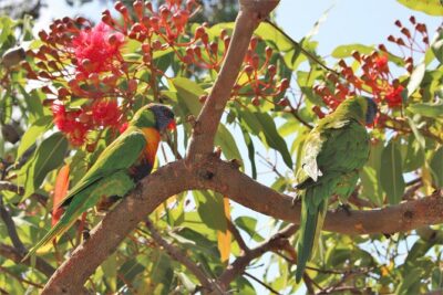 Private tour of Ku-Ring-Gai National Park and Northern Beaches - Hotel Pickup, Lunch, and Photos: The “Good Stuff” Is Included