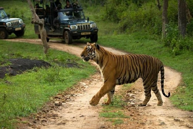 Private Tour to Sariska Tiger National Park by Car from Jaipur - A Tight Schedule for Sariska: How the Timing Actually Works