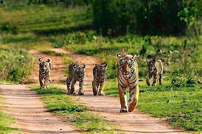 Private Tour to Sariska Tiger National Park by Car from Jaipur - Entering the Reserve: Lunch Break and the Ticket Window Rush