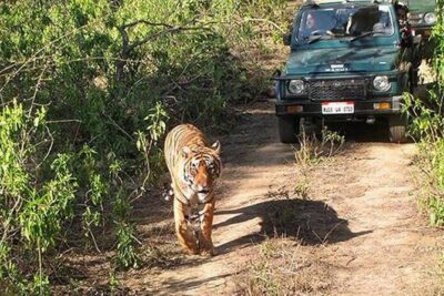 Private Tour to Sariska Tiger National Park by Car from Jaipur - Jaipur to Sariska by Private AC Car: Comfort, Stops, and Group Fit