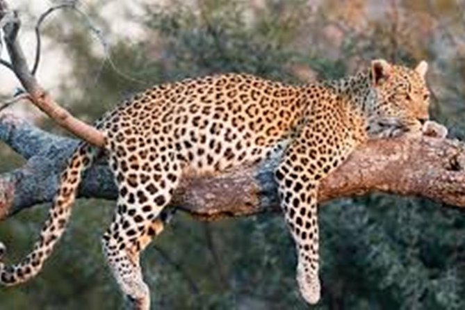 Private Tour to Sariska Tiger National Park by Car from Jaipur - Tuesdays and Saturdays: Pandupol Temple Adds a Twist