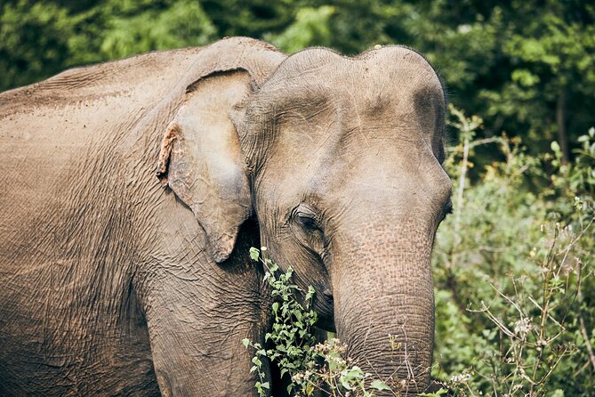 Private Tour: Yala National Park Safari - What You Pay (and Why It Can Be Good Value)