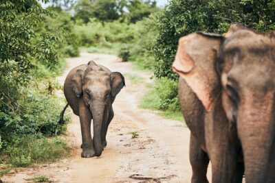 Private Tour: Yala National Park Safari - Soft-Top 4x4, Binoculars, and Why the Seating Actually Matters