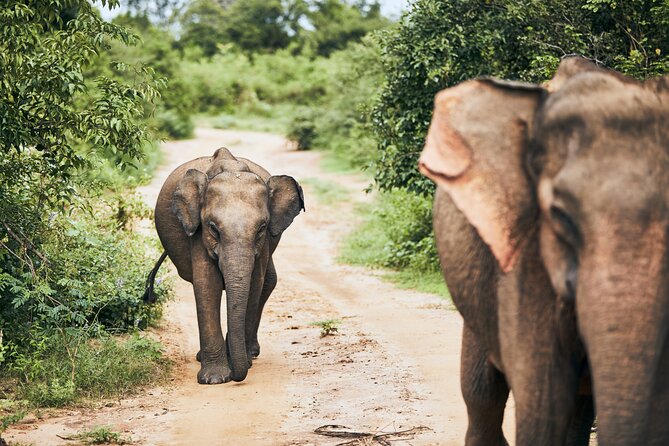 Private Tour: Yala National Park Safari - Soft-Top 4x4, Binoculars, and Why the Seating Actually Matters