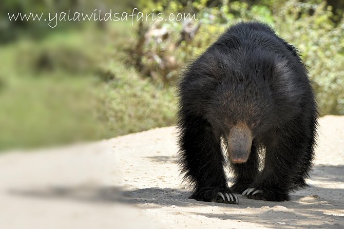 Private Tour : YALA National Park with Experienced Driver and Guide - Private Yala Safari: what makes this setup work