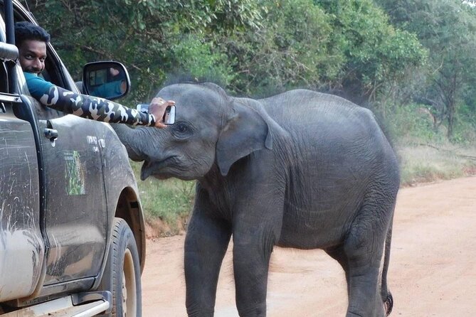 Private Tour : YALA National Park with Experienced Driver and Guide - Inside the safari: how you target the Big 3 in Yala