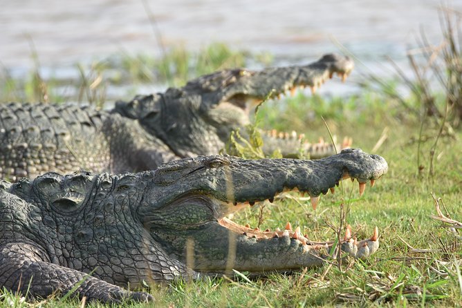 Private Tour : YALA National Park with Experienced Driver and Guide - What you’ll see beyond the headline animals