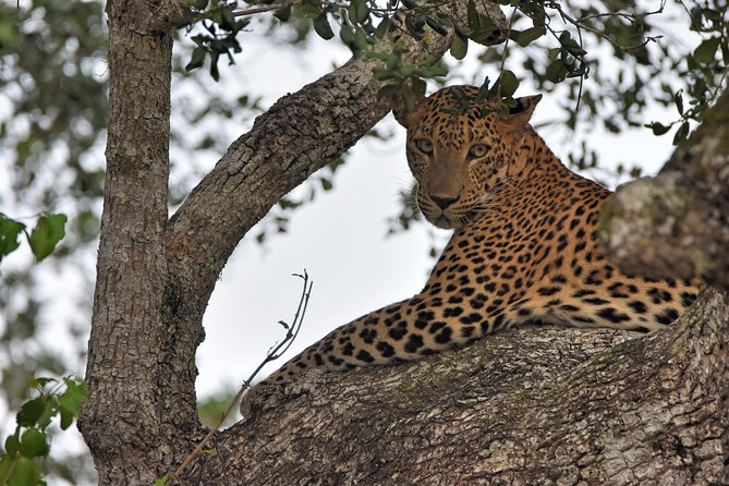 Private Tour : YALA National Park with Experienced Driver and Guide - Photo time, question time, and why guides like Prasanna get praised