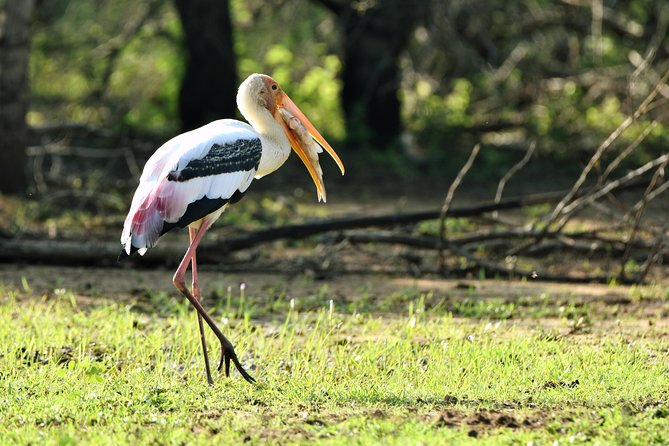Private Tour : YALA National Park with Experienced Driver and Guide - Food and comfort: what’s not included, and what to plan for