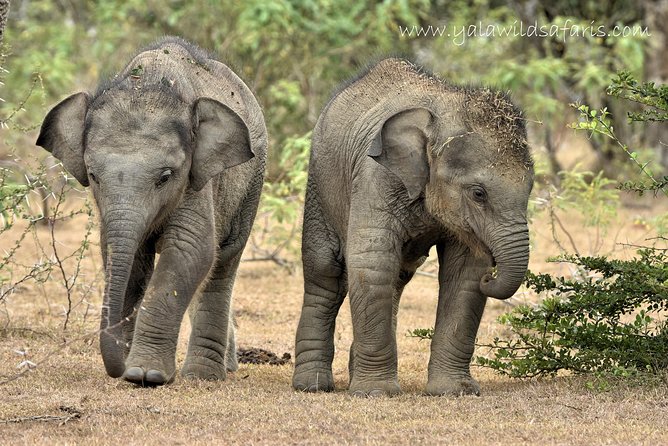 Private Tour : YALA National Park with Experienced Driver and Guide - Pricing and value: is $100 per person fair for a private Yala safari?