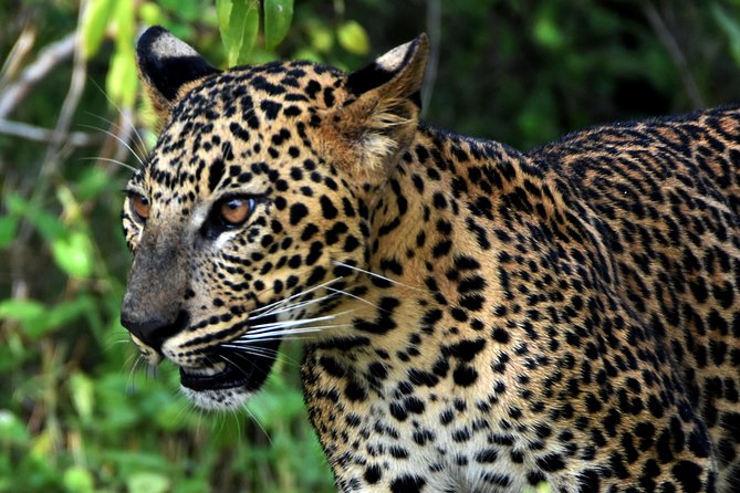 Private Tour : YALA National Park with Experienced Driver and Guide - Hotel pickup and getting to the park without stress