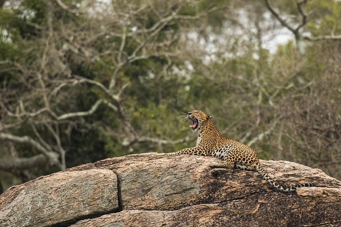 Private Tour : YALA National Park with Experienced Driver/Guide - Yala’s Early-Window Advantage in a Private 4x4