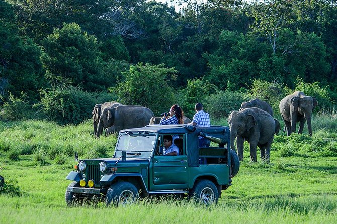 Private Trip to Sigiriya, Dambulla & safari from Colombo/ Negombo - Minneriya National Park safari: when elephants are the plan