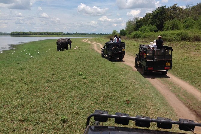 Private Trip to Sigiriya, Dambulla & safari from Colombo/ Negombo - The elephant-safari pricing question you should ask up front