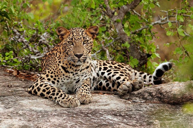 Private Trip to Sigiriya, Dambulla & safari from Colombo/ Negombo - Your 7:30am start and how the route works