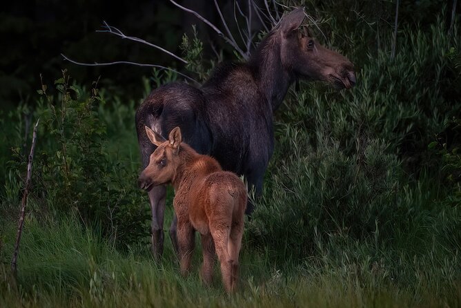 Private Wildlife Driving Tour in Rocky Mountain National Park - Duration and Pace: Planning Your Half Day vs Full Day