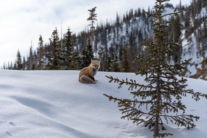 Private Wildlife Hiking Tour in Rocky Mountain National Park - Why a Private Guide Changes Rocky Mountain National Park