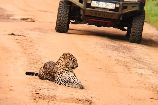 Private Wilpatu National Park Leopard safari from Colombo/Negambo - Key highlights you’ll actually care about