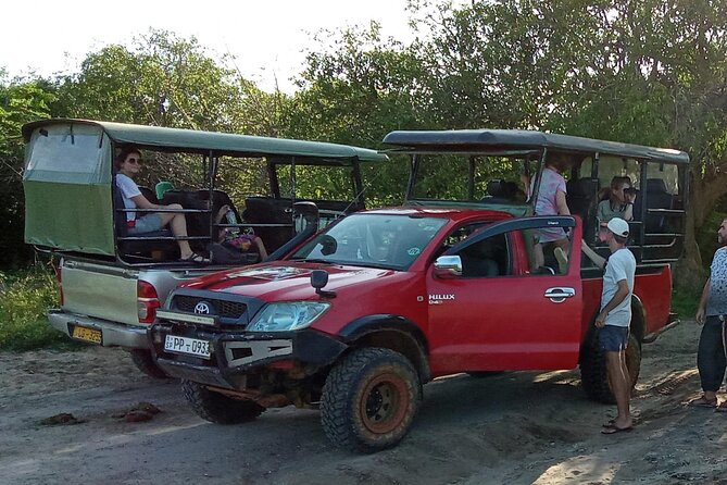 Private Wilpatu National Park Leopard safari from Colombo/Negambo - Wilpattu Leopards: Why This Safari Feels More Real Than the Busy Ones
