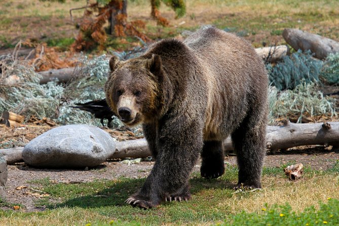 Private Yellowstone National Park Sightseeing Tour with Lunch - Key highlights I’d plan around