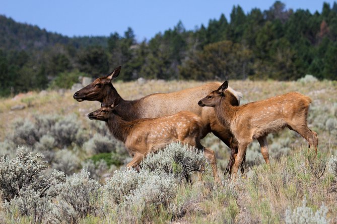 Private Yellowstone National Park Sightseeing Tour with Lunch - Entering Yellowstone from Gardiner the easy way