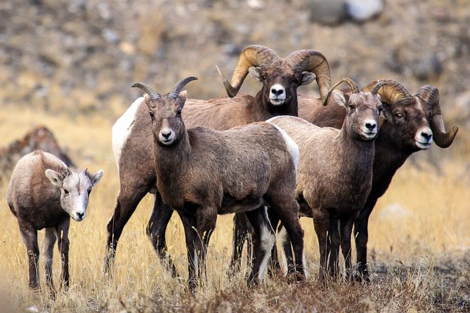Private Yellowstone National Park Sightseeing Tour with Lunch - Lunch on the trail: simple, timed, and actually helpful