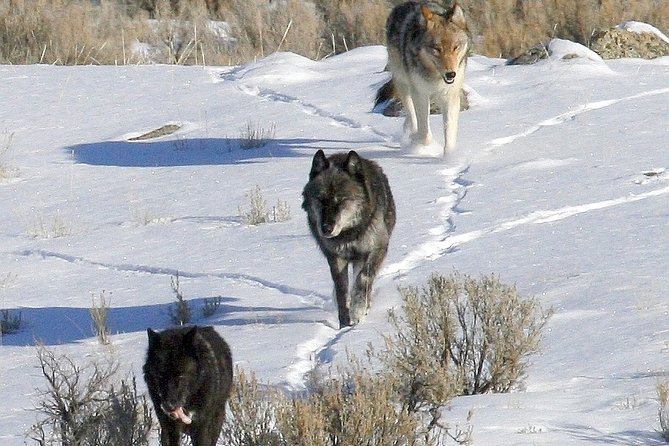 Private Yellowstone National Park Sightseeing Tour with Lunch - Roosevelt Arch: your quick first hit of Yellowstone’s purpose
